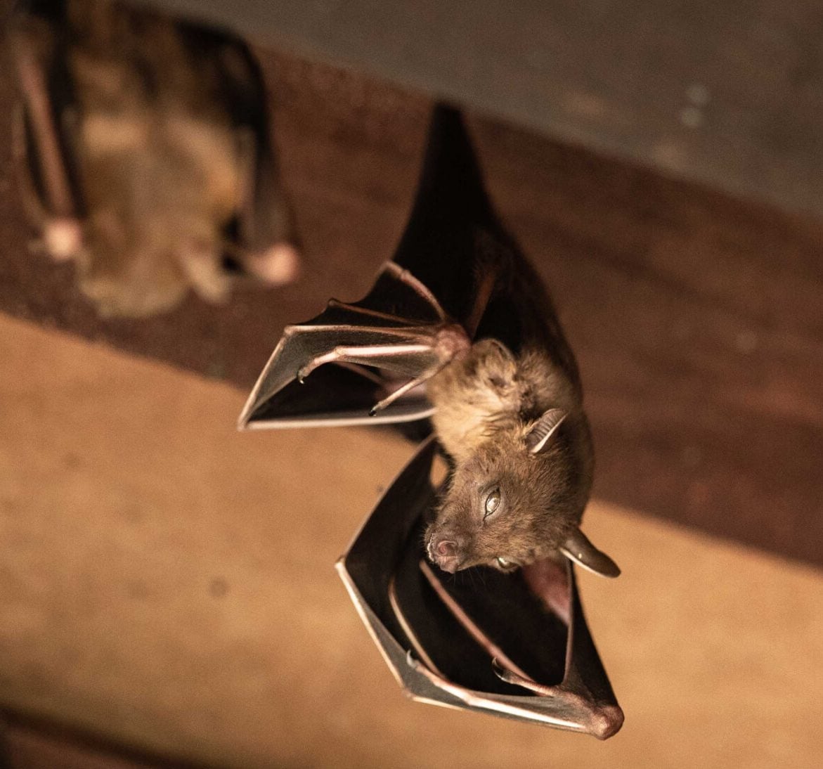 Wildlife-Bats in Seattle